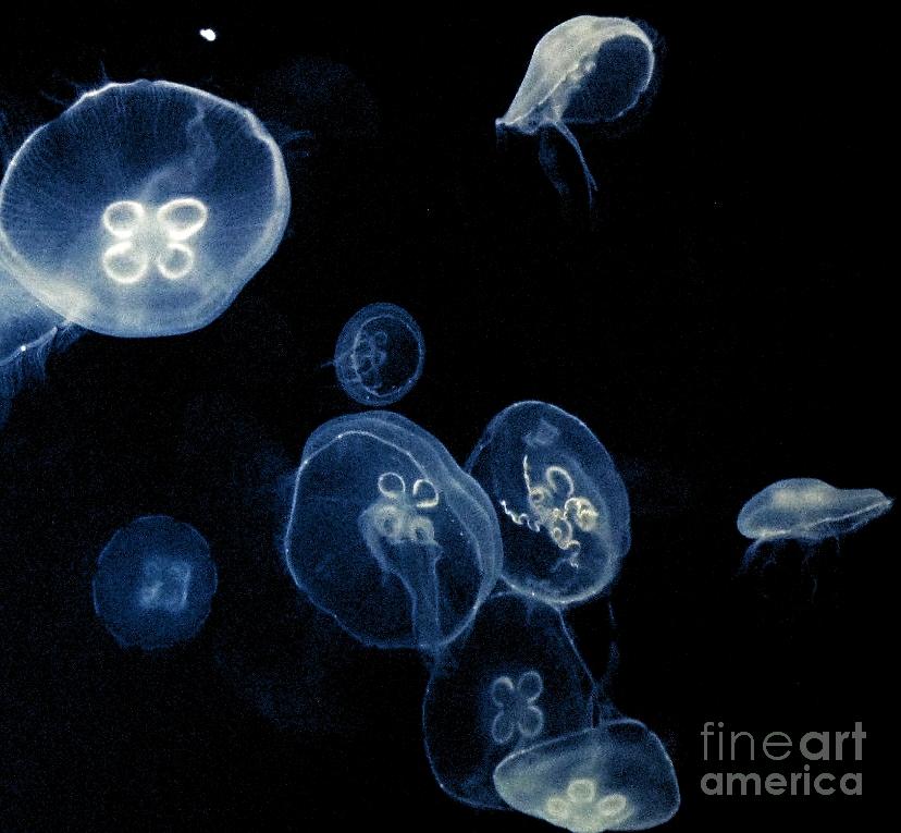 Full Moon Jellyfish Photograph By Kole Ohagan Fine Art America