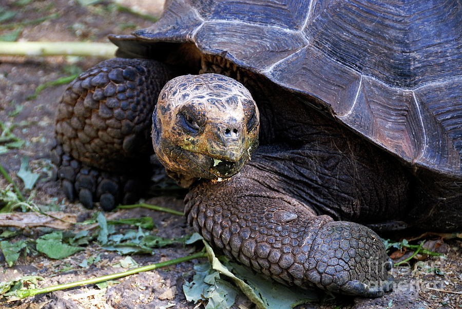 Galapagos giant tortoise #1 Photograph by Sami Sarkis - Fine Art America