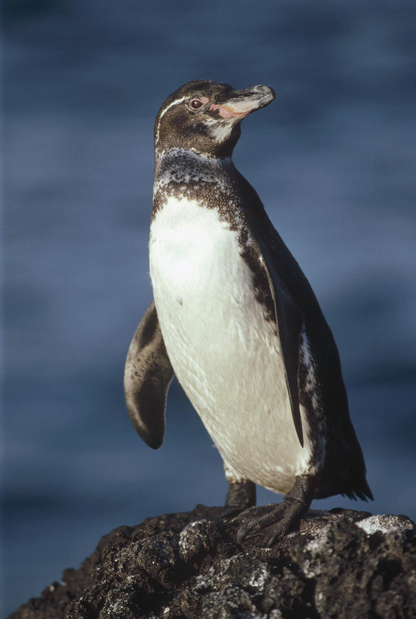 Galapagos Penguin Spheniscus Mendiculus #1 Photograph by Tui De Roy