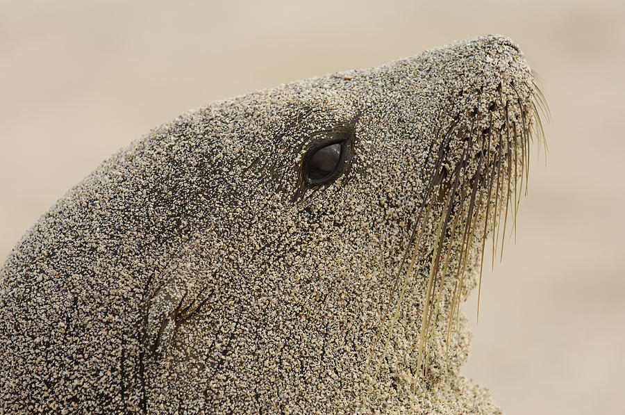 Galapagos Sea Lion Zalophus Wollebaeki #1 Photograph by Pete Oxford