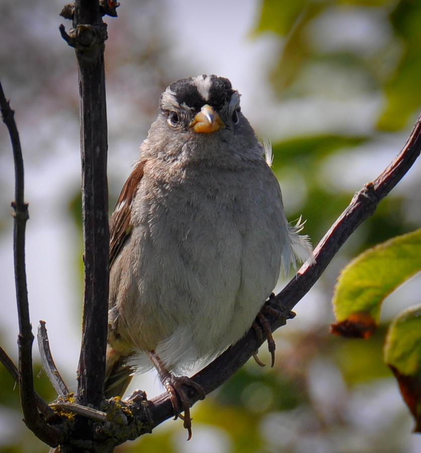 Gambels White Crowned Sparrow #1 Photograph by Ronda Broatch