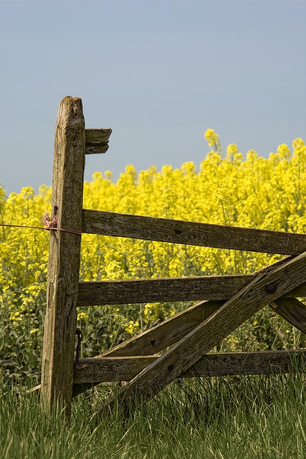 Flower Photograph - Gate Next To A Canola Field, Yorkshire #1 by John Short