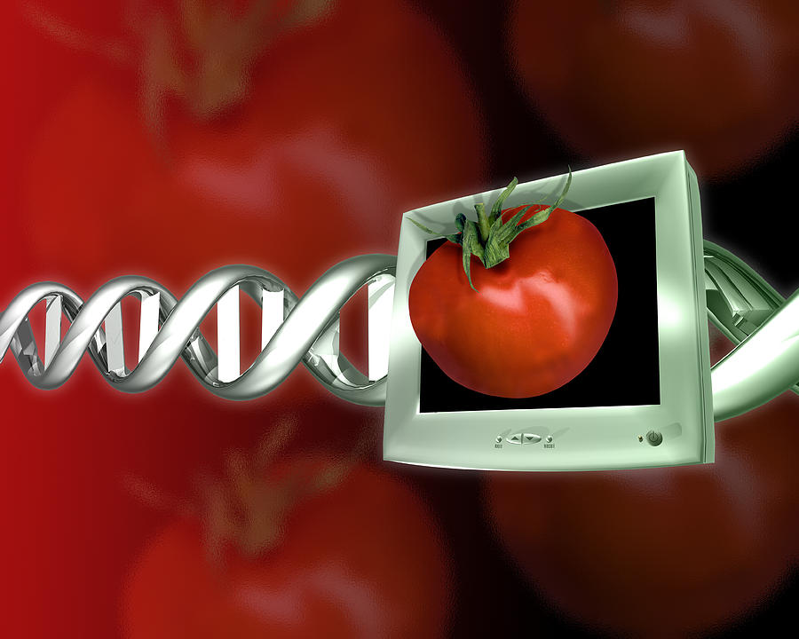 Genetically Modified Tomato Photograph By Victor Habbick Visions Fine