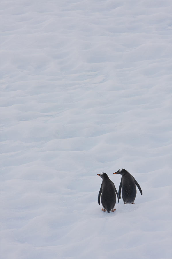 Animals In The Wild Photograph - Gentoo Penguins Climb The Side Of An #1 by Ron Watts