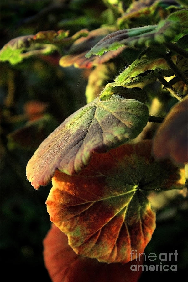 Geranium Leaves Photograph by Ellen Cotton