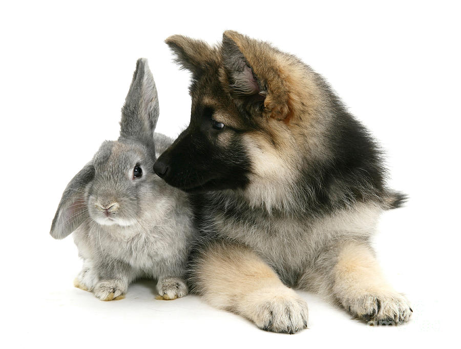 German Shepherd And Rabbit #1  by Mark Taylor
