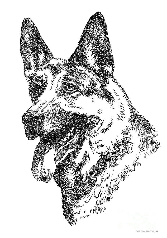 German-shepherd-portrait Drawing by Gordon Punt