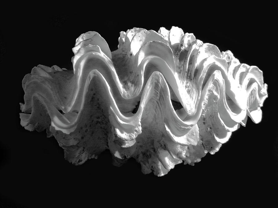 Giant Frilled Clam Seashell Tridacna squamosa #1 Photograph by Frank Wilson