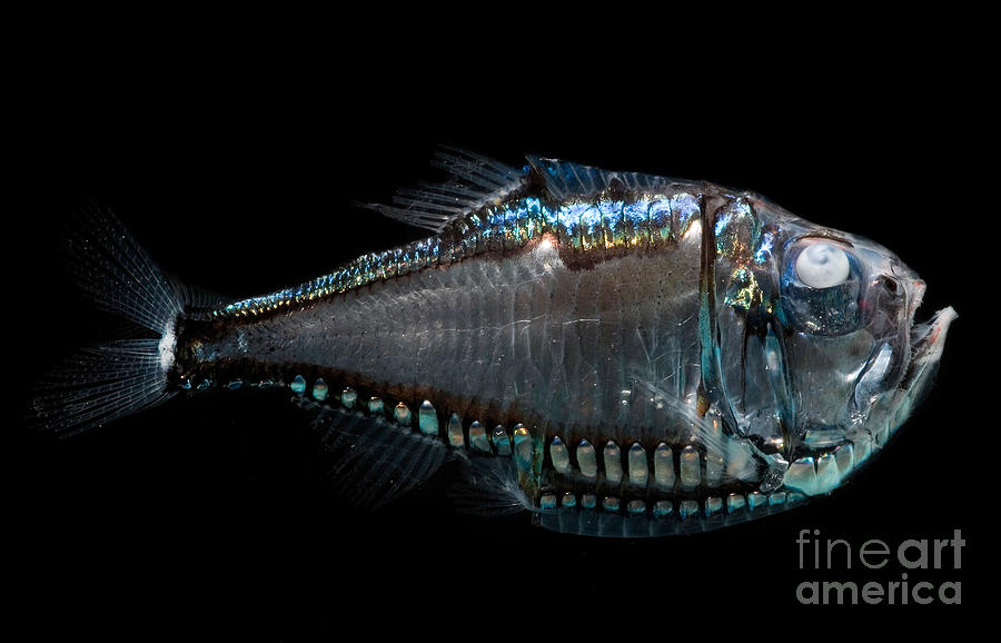 Giant Hatchetfish #1 Photograph by Danté Fenolio Giant Hatchetfish #1 Photograph by Danté Fenolio