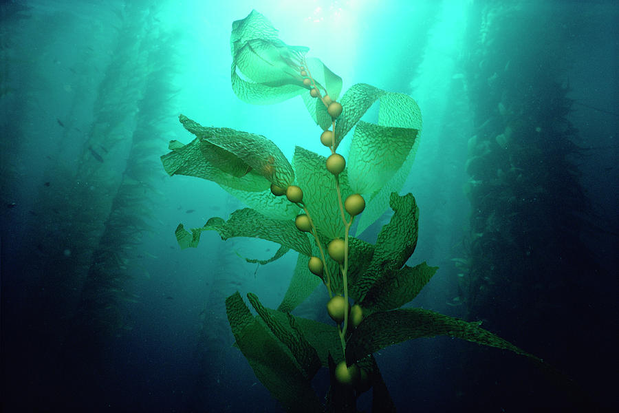 Nature Photograph - Giant Kelp Macrocystis Pyrifera Forest by Flip Nicklin