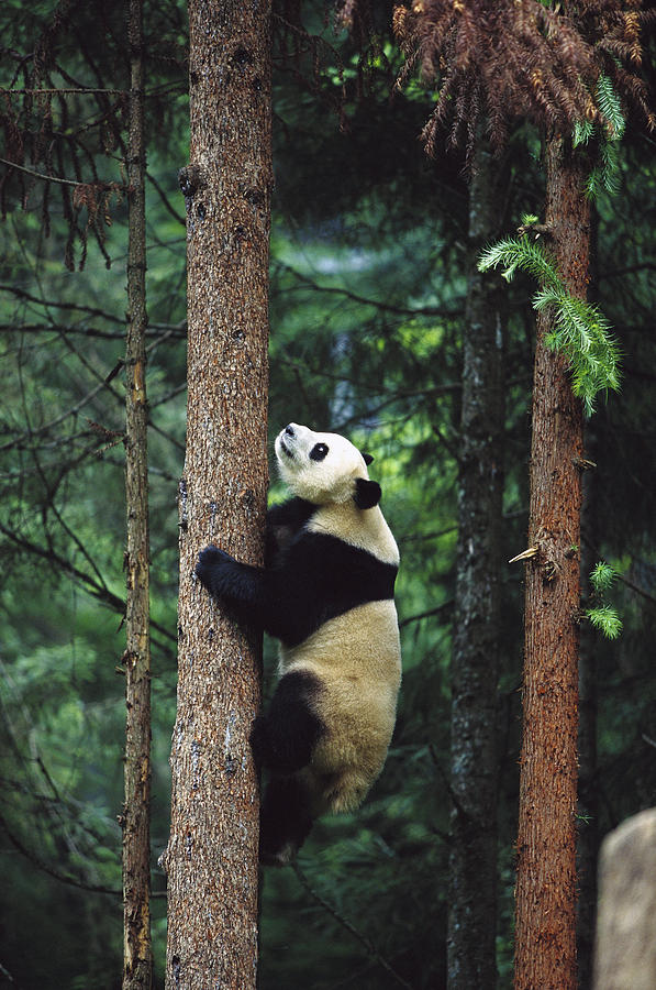 Giant Panda Ailuropoda Melanoleuca Photograph by Cyril Ruoso