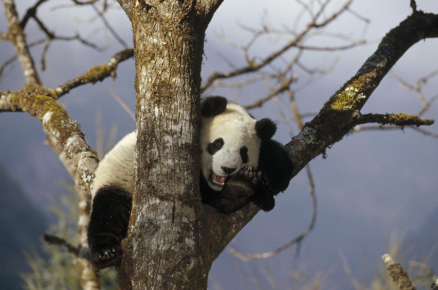 Giant Panda Ailuropoda Melanoleuca #1 Photograph by Konrad Wothe