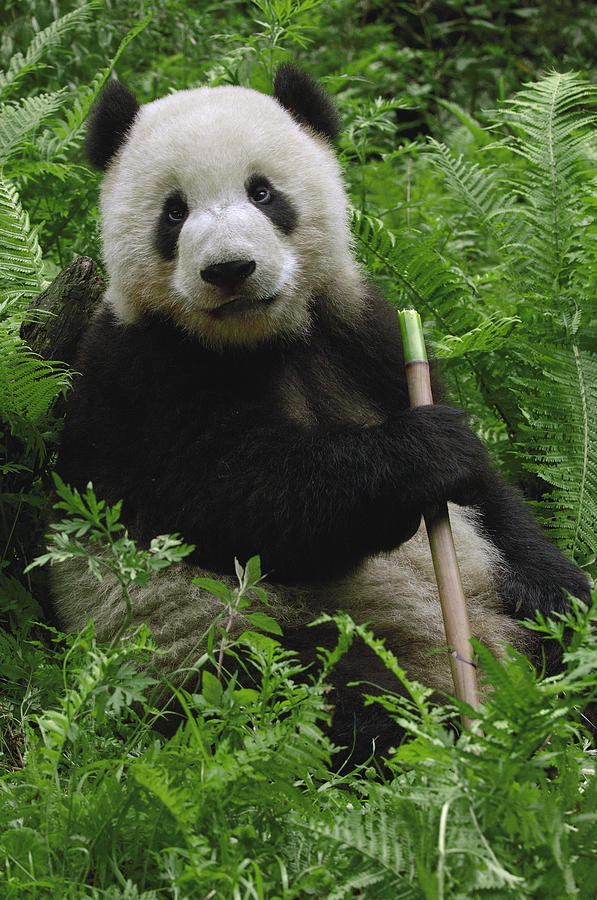 Mammal Photograph - Giant Panda Ailuropoda Melanoleuca #1 by Pete Oxford