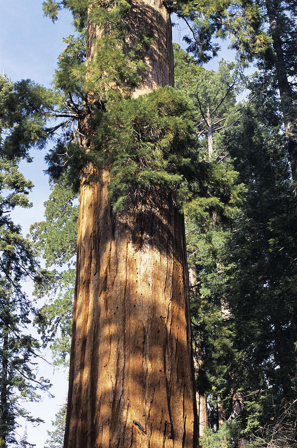 Giant Sequoia #1 Photograph by Alan Sirulnikoff