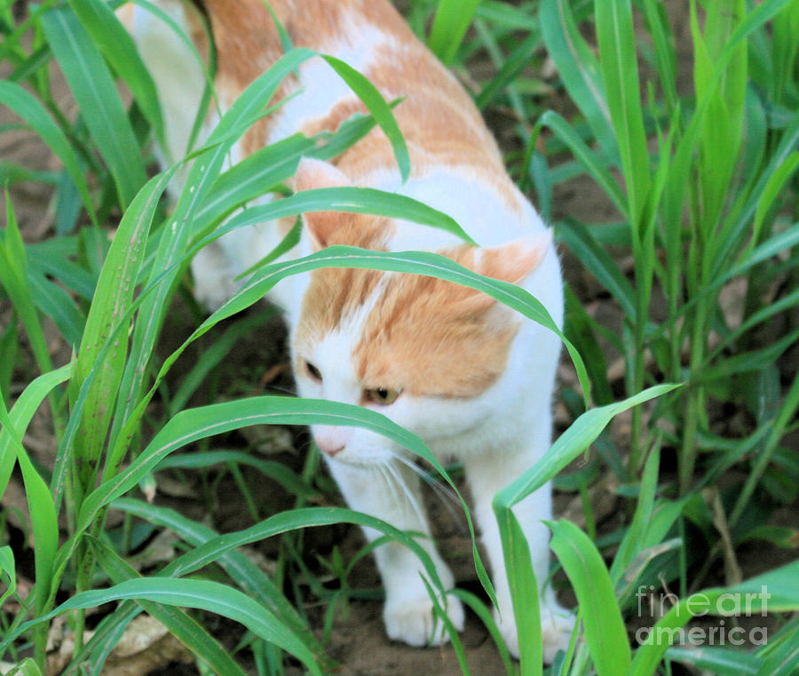 Ginger And White Cat Photograph By Ruth Hallam Pixels