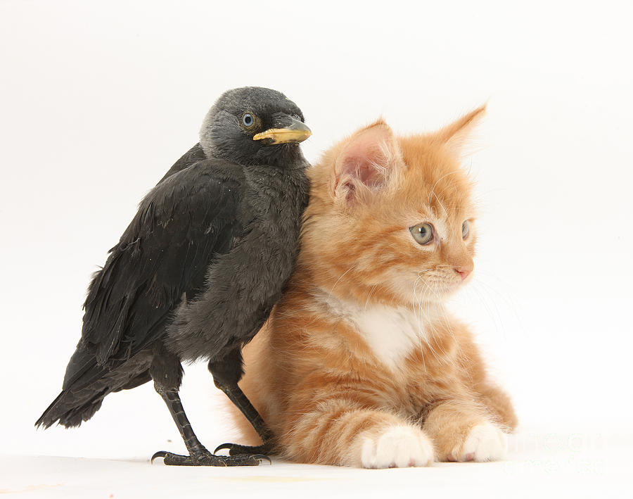 Ginger Kitten And Baby Jackdaw #1 Photograph by Mark Taylor