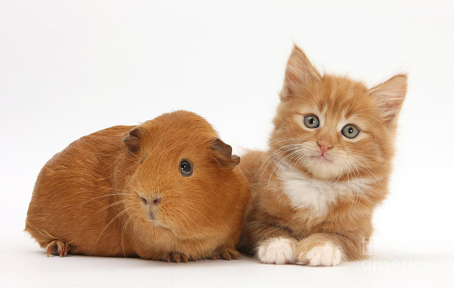 Ginger Kitten And Guinea Pig #1 Photograph by Mark Taylor