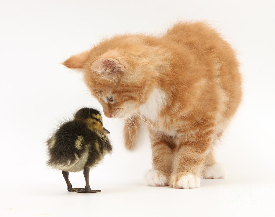 Nature Photograph - Ginger Kitten And Mallard Duckling #1 by Mark Taylor