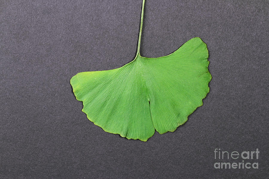 Ginkgo Leaf #1 Photograph by Photo Researchers, Inc.