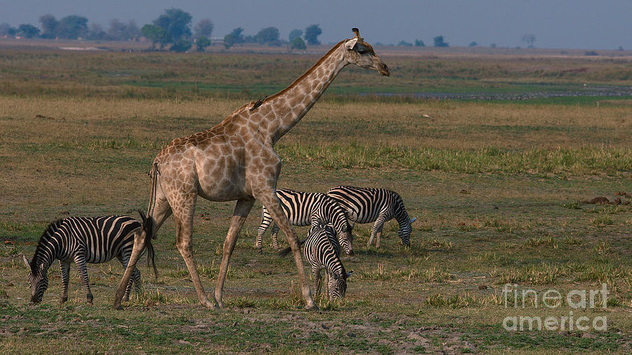 Giraffe and zebra #1 Photograph by Mareko Marciniak