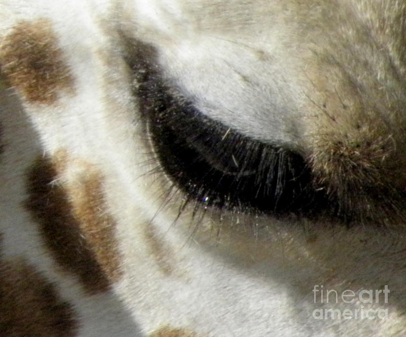 Giraffe Eye #1 Photograph by Kim Galluzzo