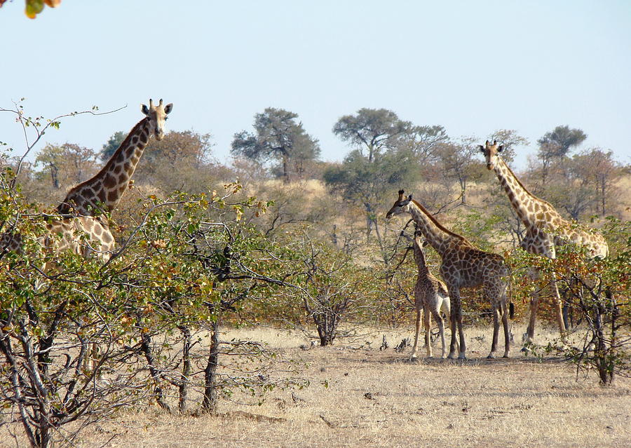 Wildlife Photograph - Giraffe Family #1 by Donna Barker
