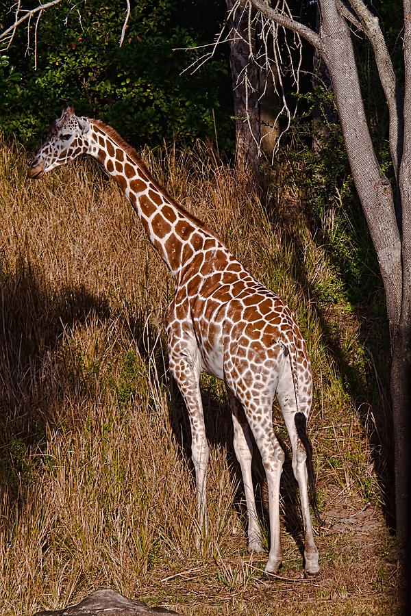 Disney Photograph - Giraffe by Jason Blalock