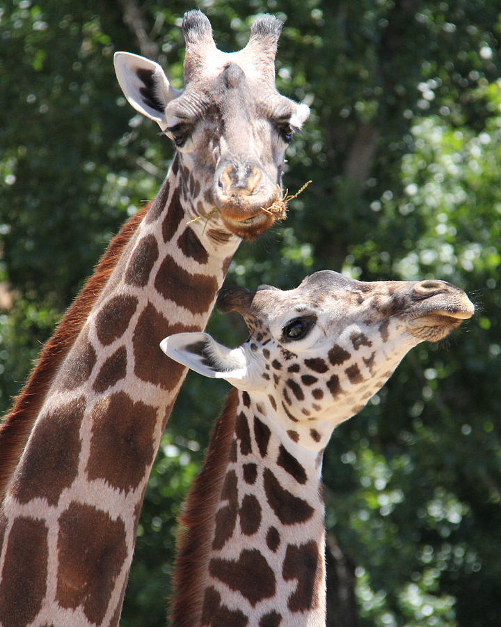 little giraffe lovey