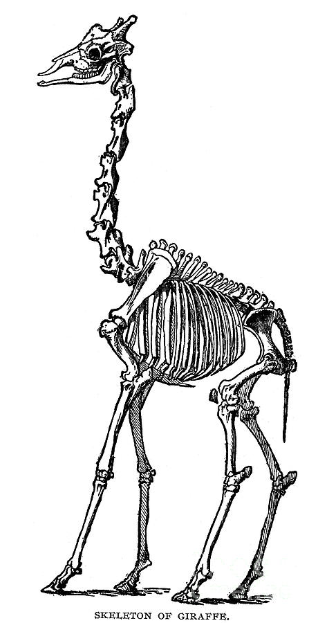 Giraffe Skeleton #1 Photograph by Granger