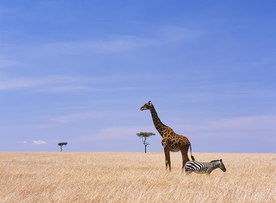 Nature Photograph - Giraffe Standing In Dry Grass On The #1 by Axiom Photographic