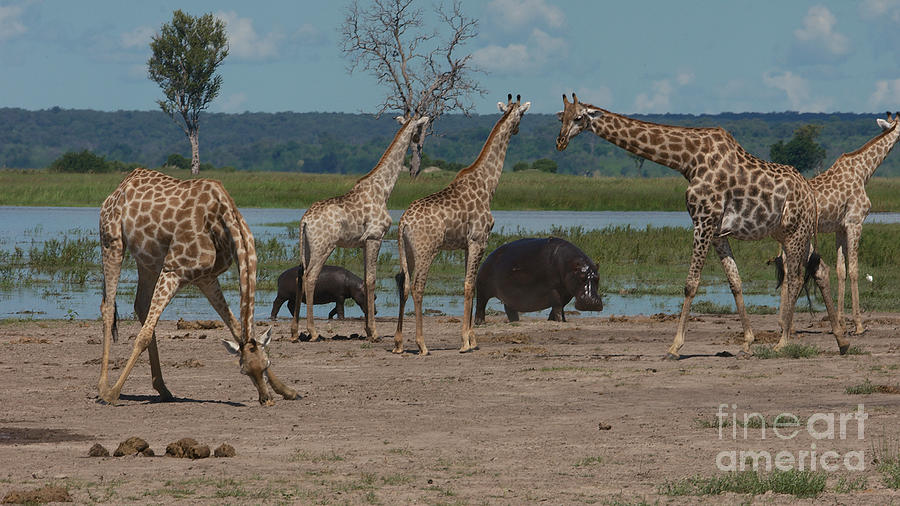 Giraffes and hippos #1 Photograph by Mareko Marciniak