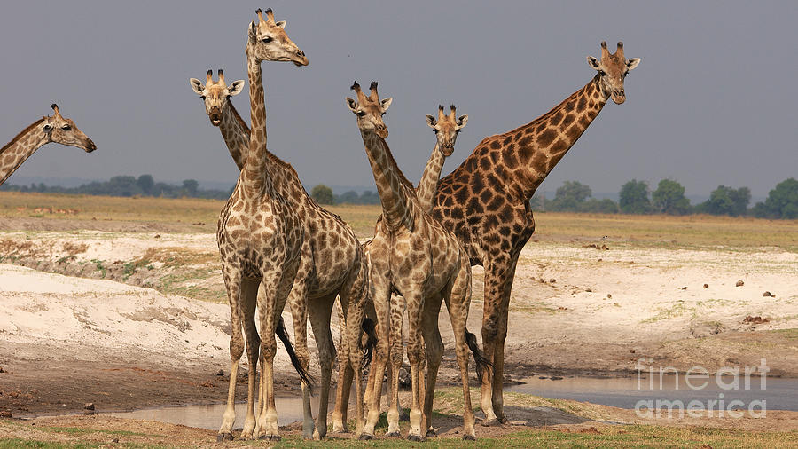 Giraffes #1 Photograph by Mareko Marciniak