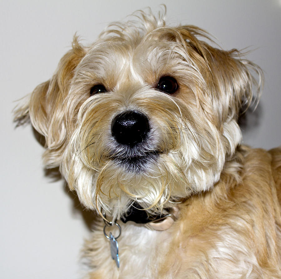 Dog Photograph - Give us a smile #1 by Bridget Finn