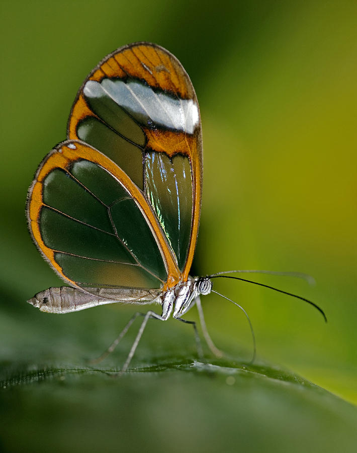 Glasswing Butterfly Photograph by Power And Syred