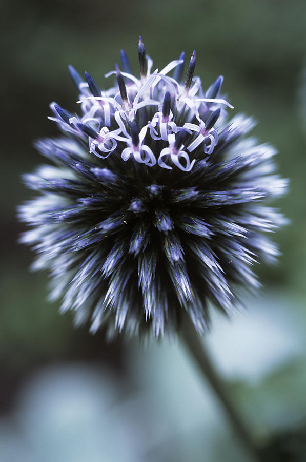 Globe Thistle 'veitch's Blue' #1 Photograph by Maxine Adcock - Pixels