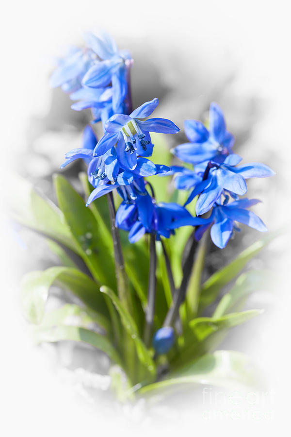 Spring Blue Flowers Wood Squill 2 Photograph