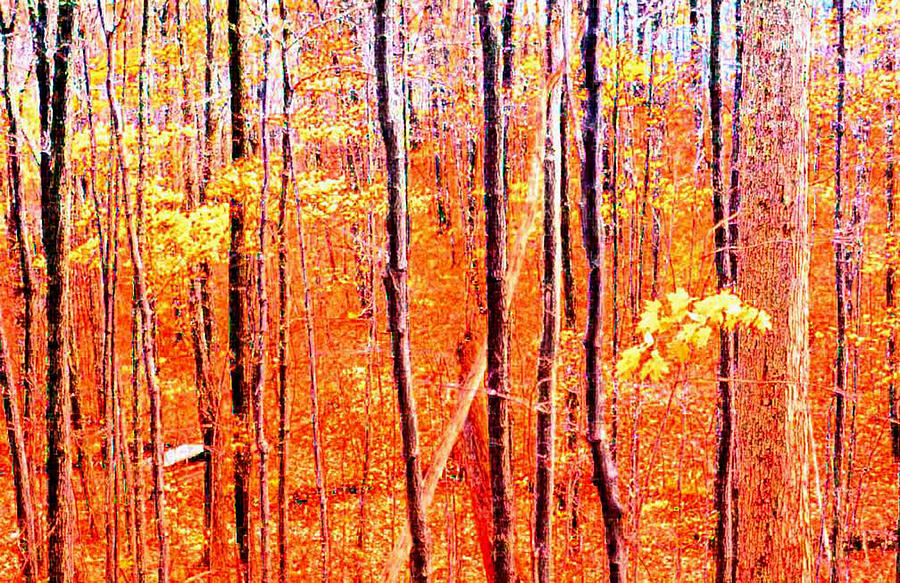Abstract Photograph - Glowing Forest 2  #1 by Lyle Crump