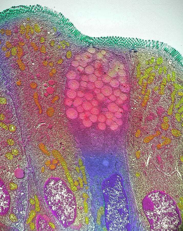 Goblet Cell Photograph - Goblet Cells #1 by Steve Gschmeissner