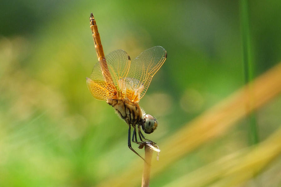 Gold Dragonfly Photograph by Chua ChinLeng | Pixels
