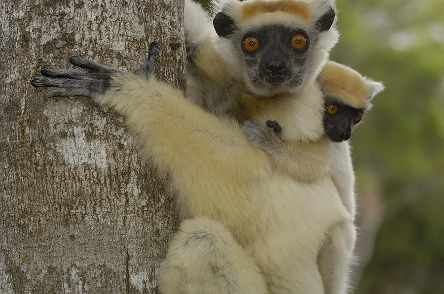 Golden-crowned Sifaka Propithecus #1 Photograph by Pete Oxford