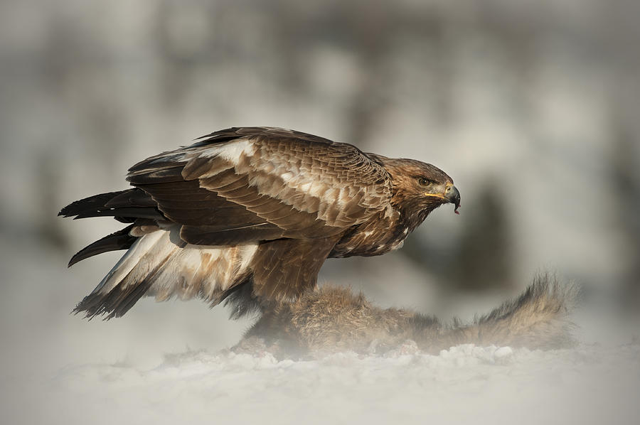Golden Eagle #1 Photograph by Andy Astbury