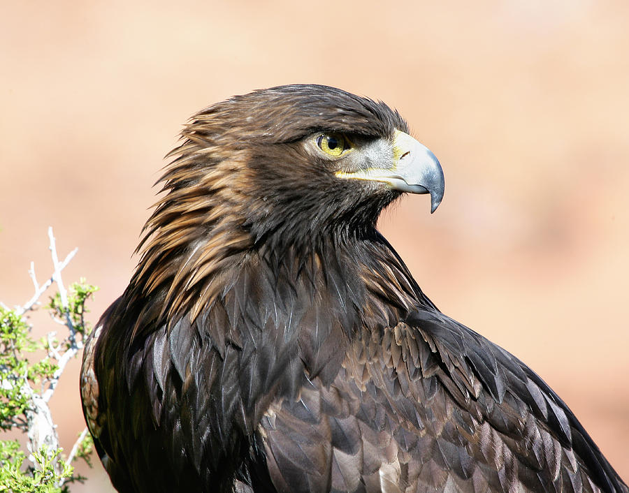 Golden Eagle Digital Art By Dewain Maney - Fine Art America