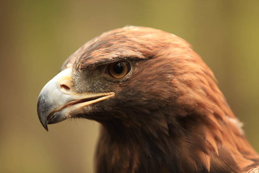 Golden Eagle Photograph by Doug McPherson