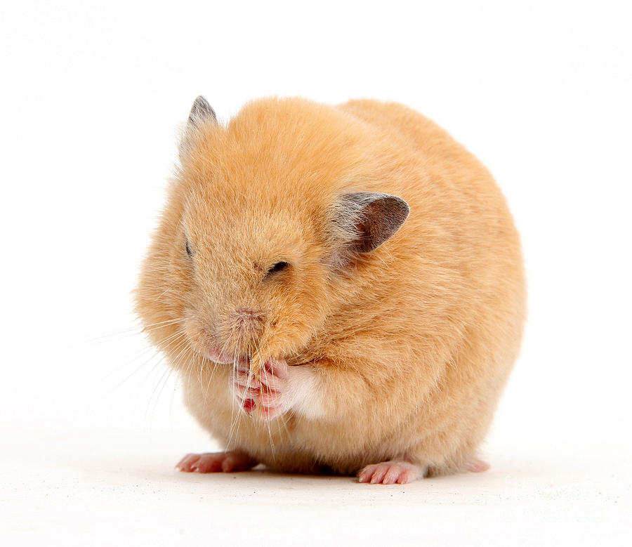 Golden Hamster Photograph By Mark Taylor