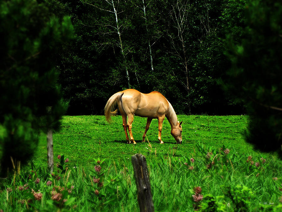Golden Horse #1 Photograph by Ms Judi
