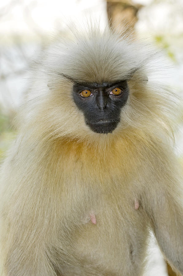 Golden Langur Monkey Photograph by Tony Camacho - Pixels