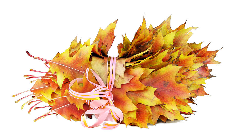 Leaves Photograph - Golden leaves in a gift by Aleksandr Volkov Leaves Photograph - Golden leaves in a gift by Aleksandr Volkov