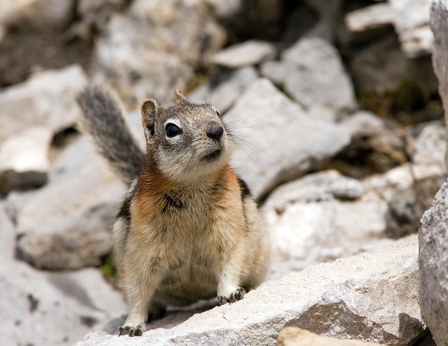 Golden-mantled Ground Squirrel Photograph by Bob Gibbons - Fine Art America