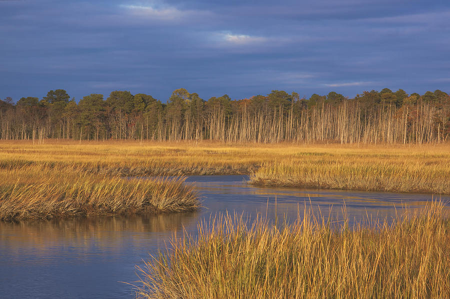 Tidal Marsh Photograph - Golden Marsh #1 by Tom Singleton