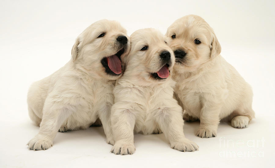Golden Retriever Puppies #1 Photograph by Jane Burton